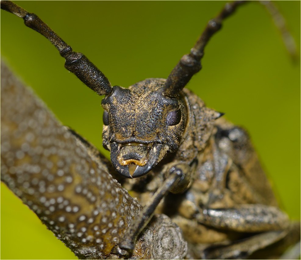 Жук скарабей белый