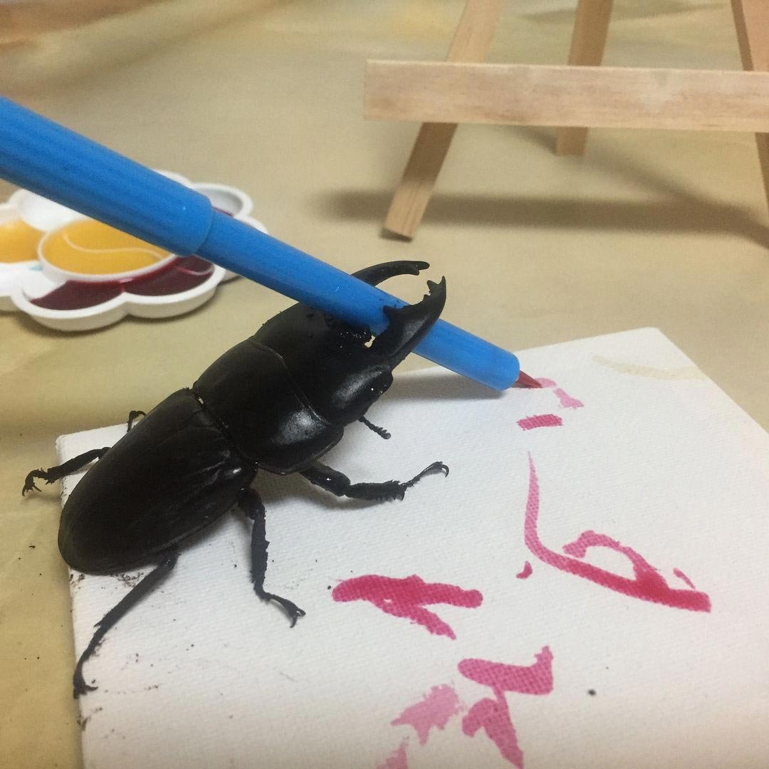 Acanthocinus aedilis