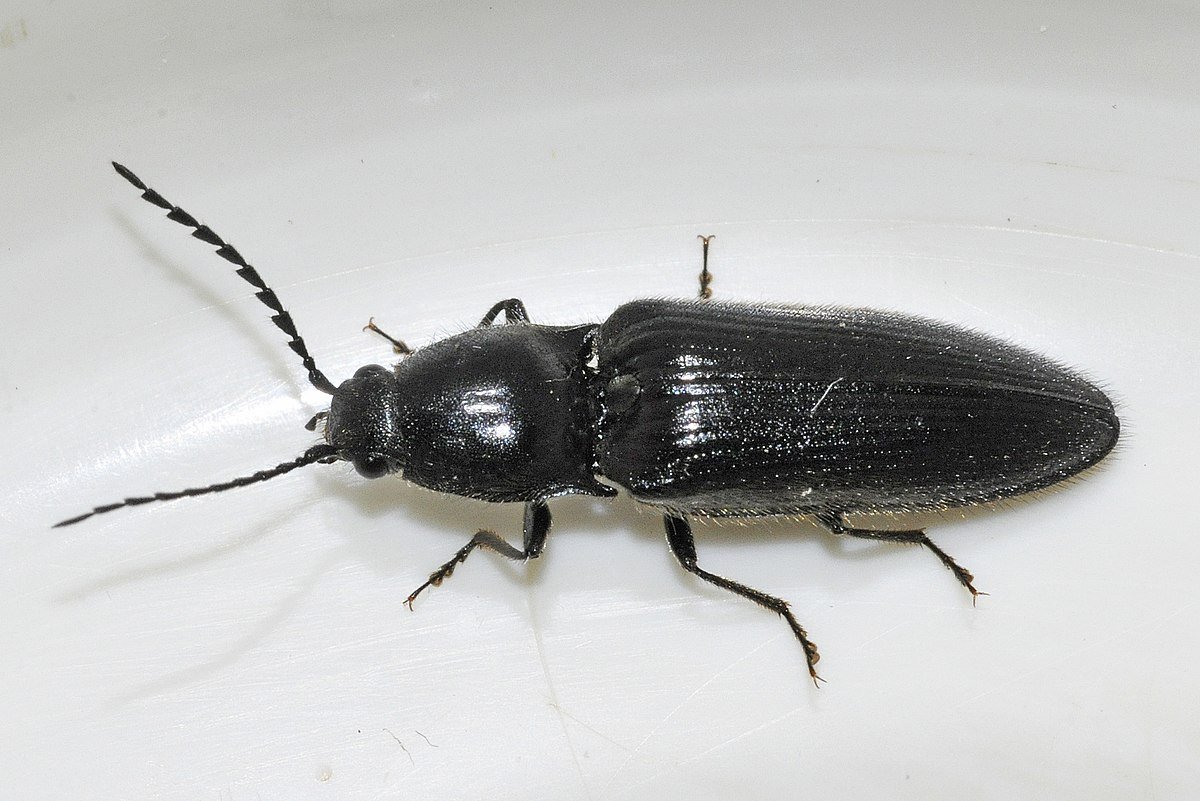 Жук черный маленький многоножка