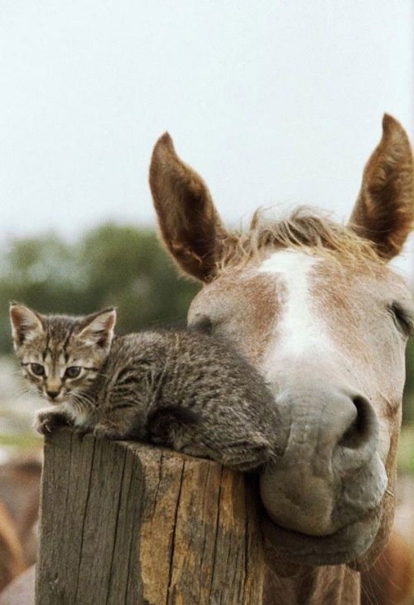 Кошка лошадка. Веселые животные. Лошадь и кошка. Дружба кошки и лошади. Кот на лошади.