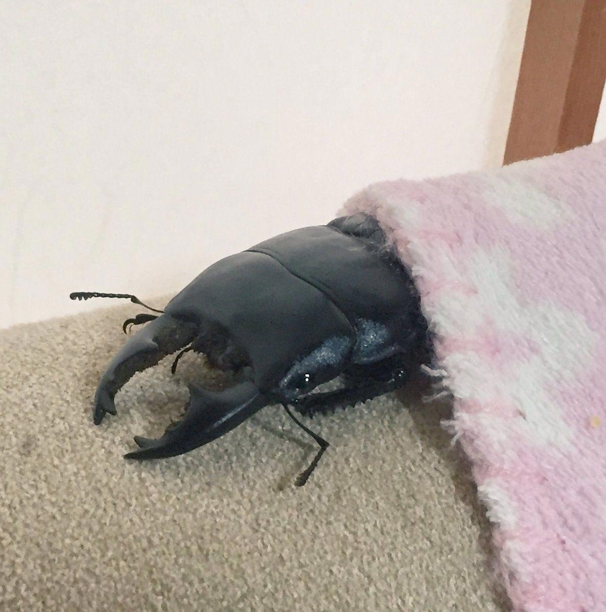 Жук оленерогий крупнозуб