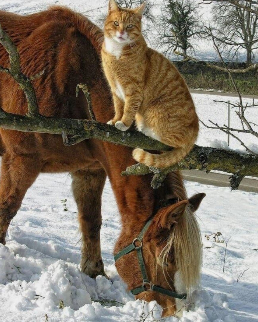 Лошадь и кот
