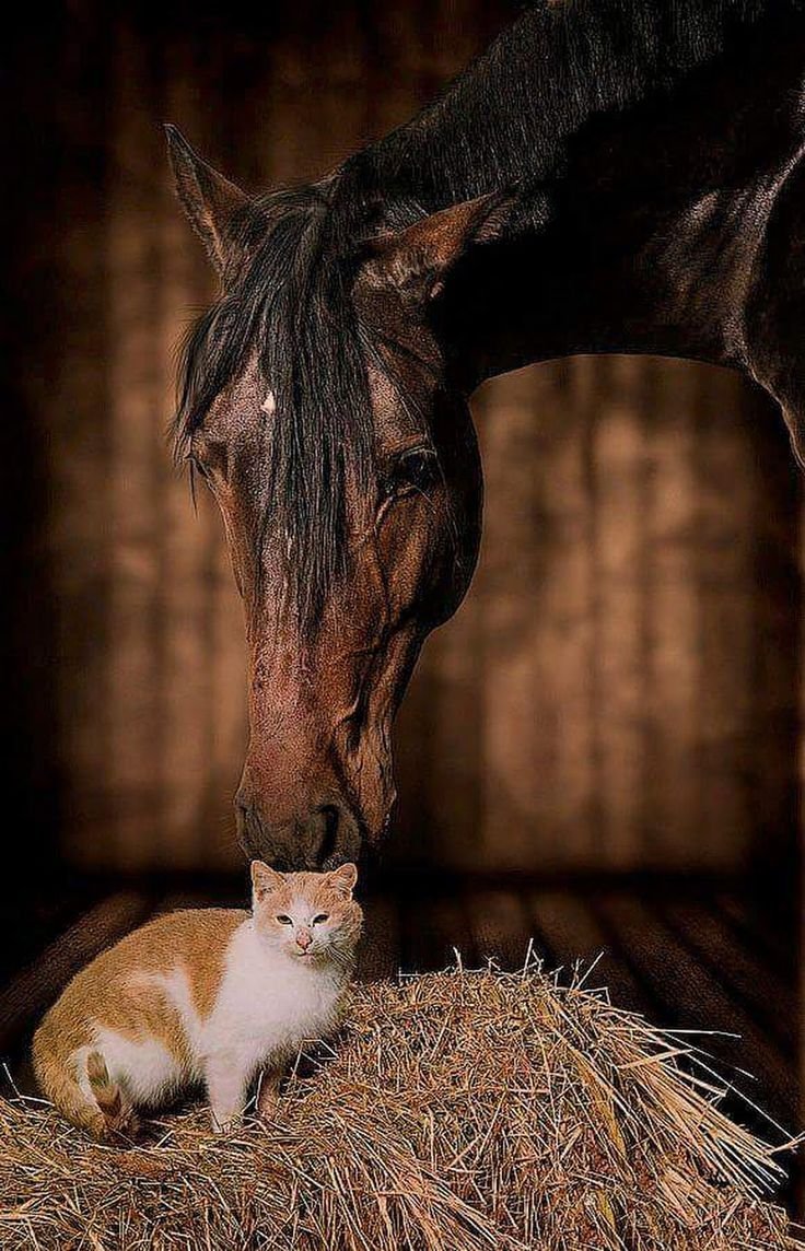 Лошадь вблизи