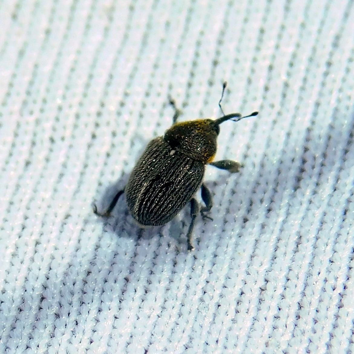 Черный Жук в желтую крапинку