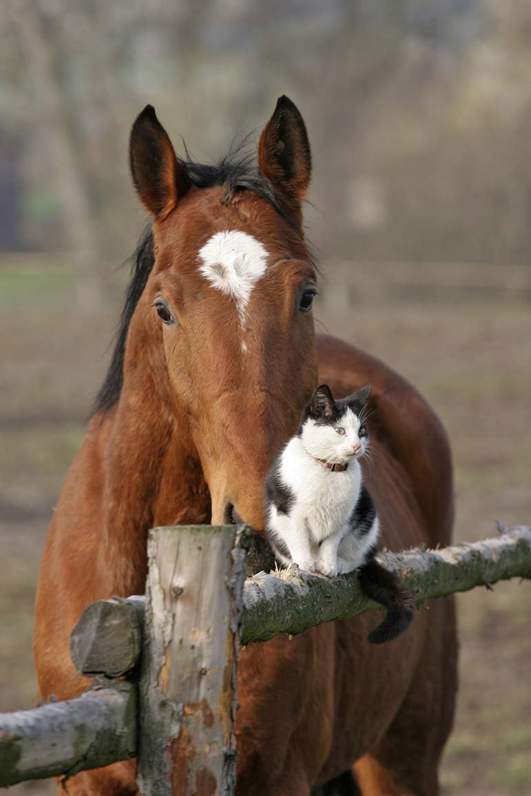 Кошка лошадка. Лошадь и кошка. Лошадь и кошка фото. Фотография кошка на лошади. Лошадь с кошкой картинки.