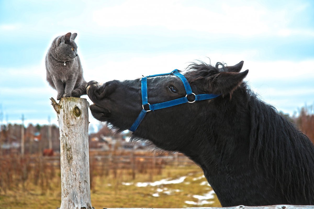 Лошадь и кот Дружба