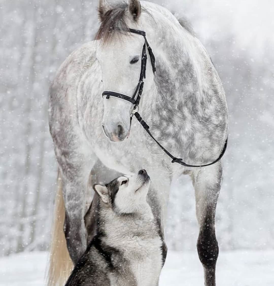 Лошади зимой