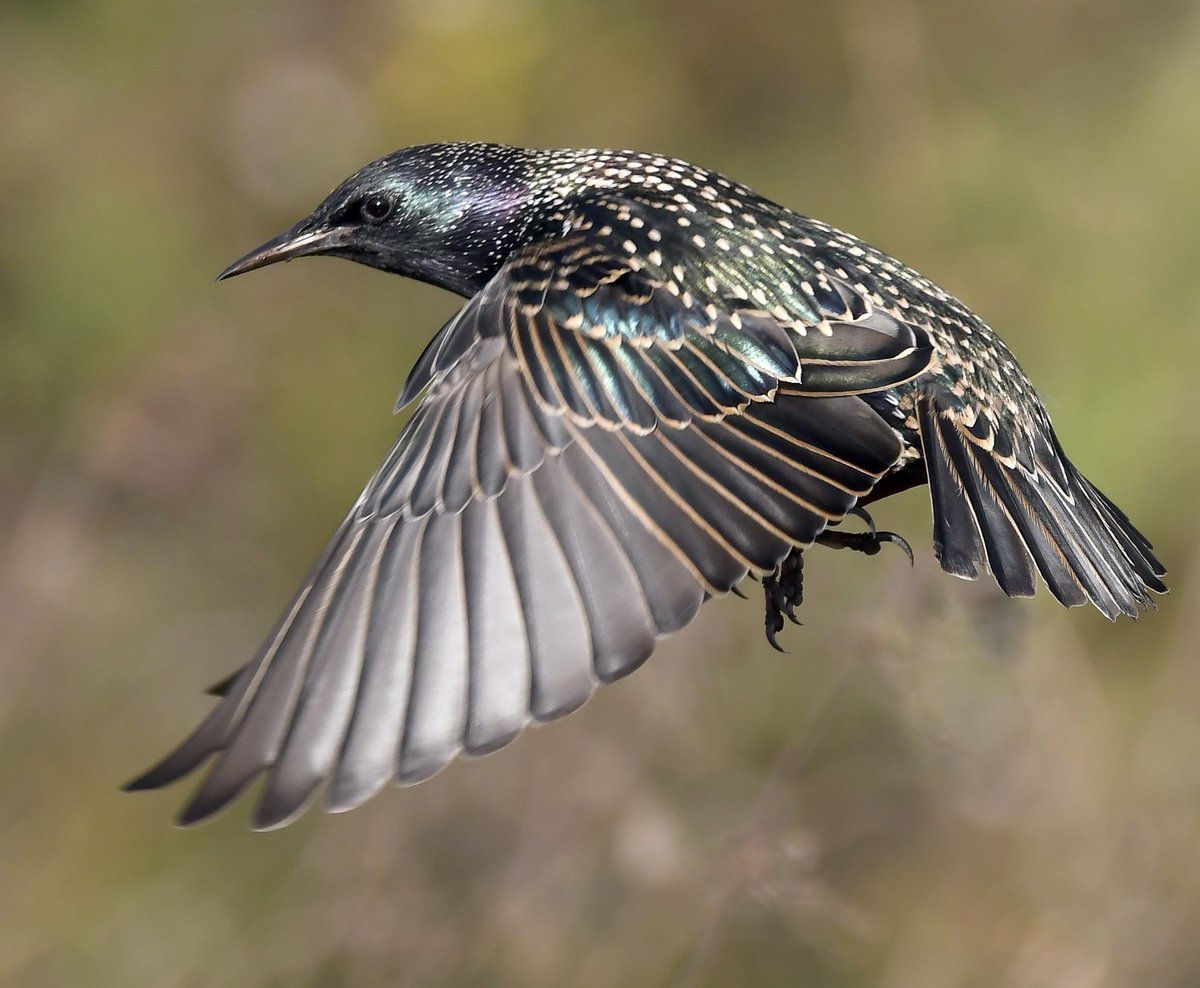 Скворцы полет