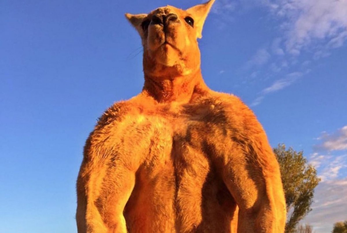 Альфа самец