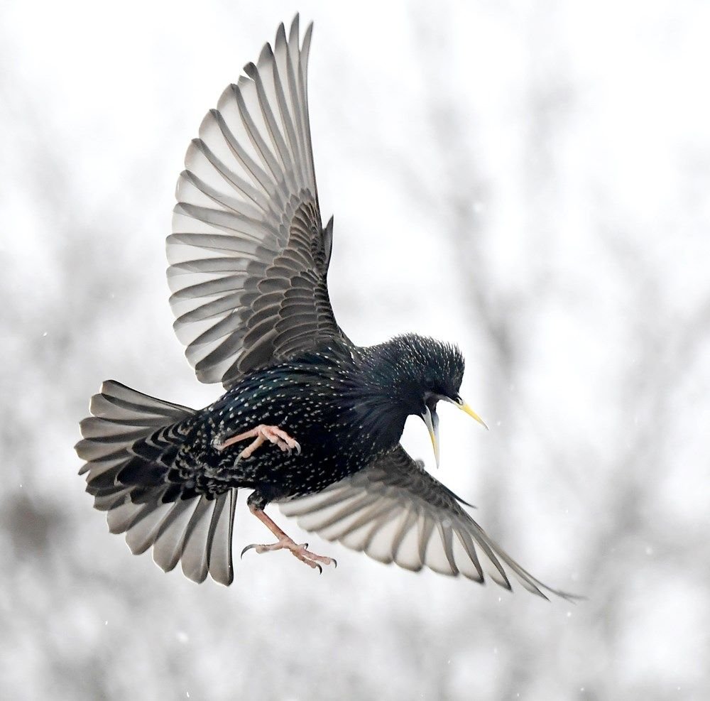 Голубев фотограф птицы