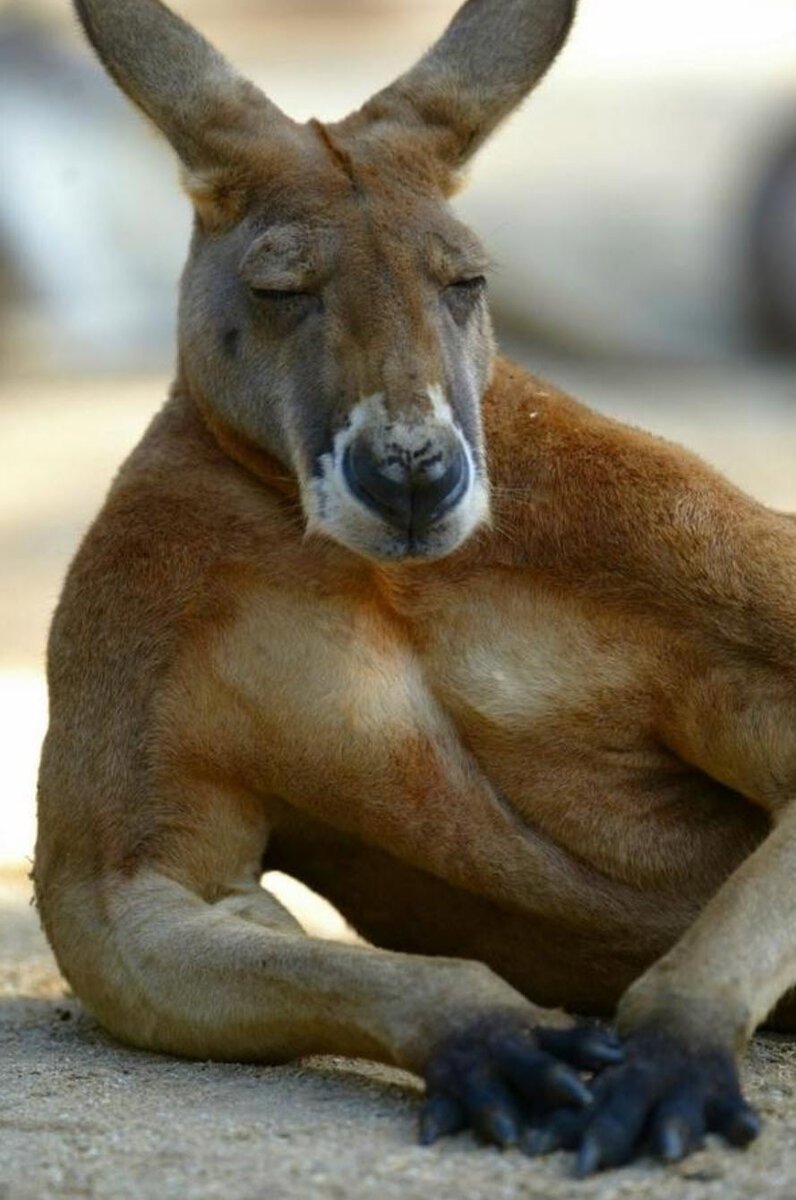 Кенгуру Монти