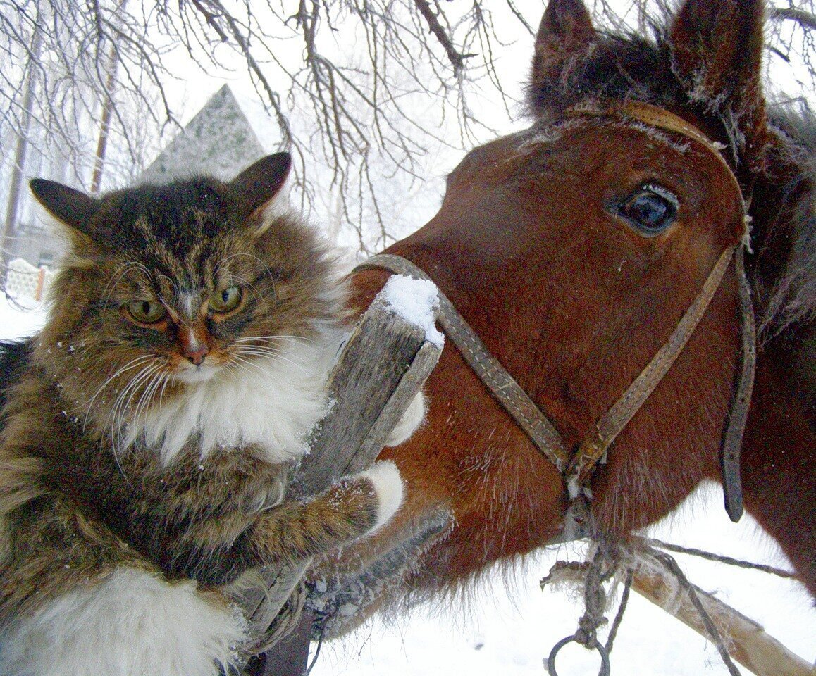 Лошадь кот зима