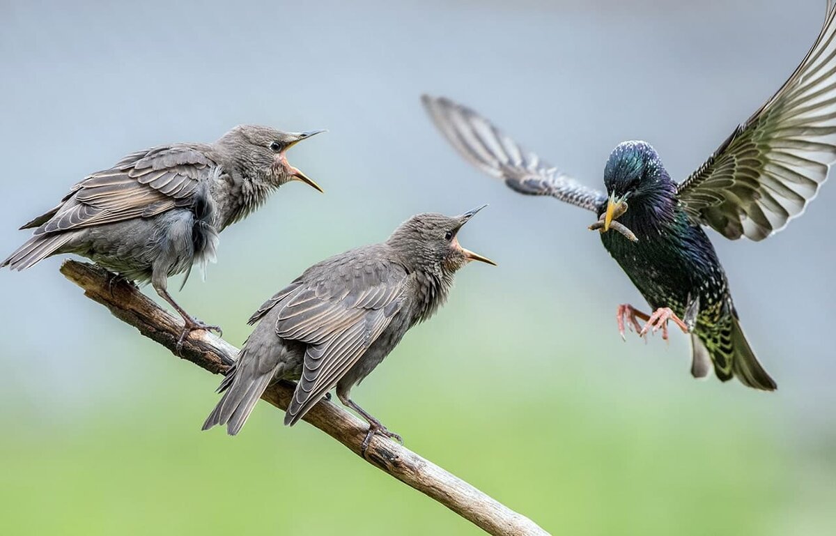 Обыкновенный скворец птенцы