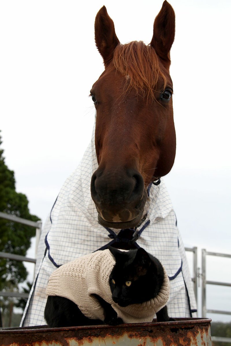 Лошадь и кошка