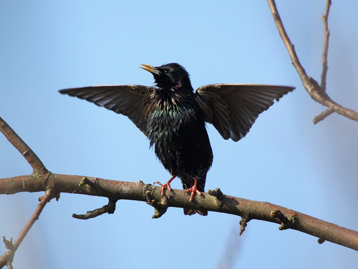 Скворец взлетает