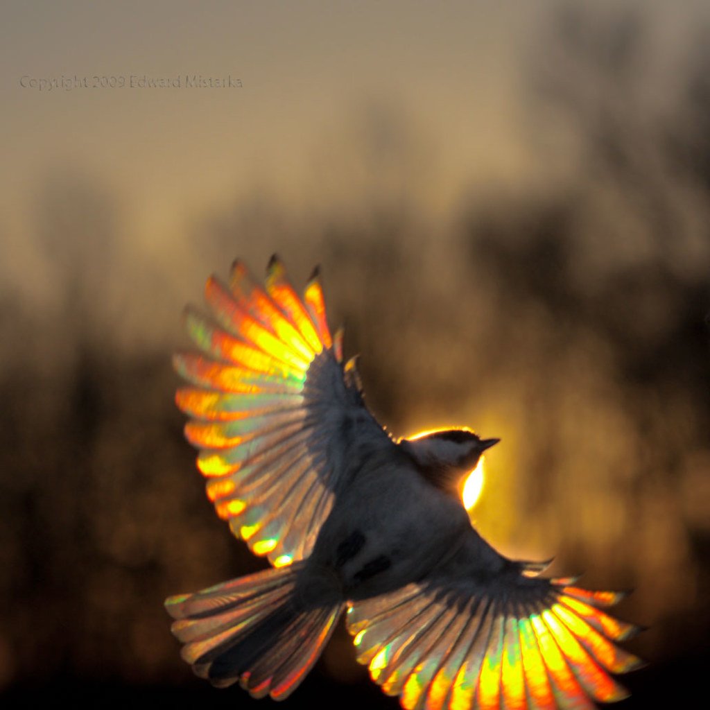 Птица в лучах солнца