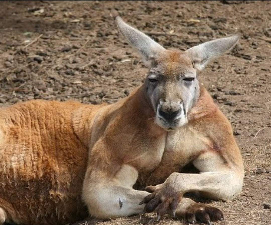 Мускулистый кенгуру