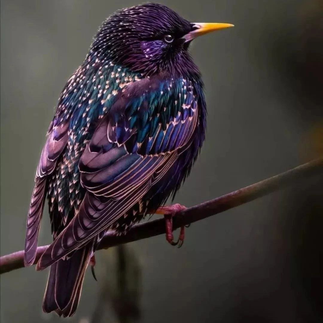 Обыкновенный скворец