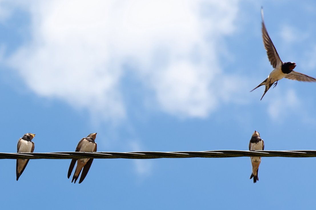 Ласточки летают возле окна