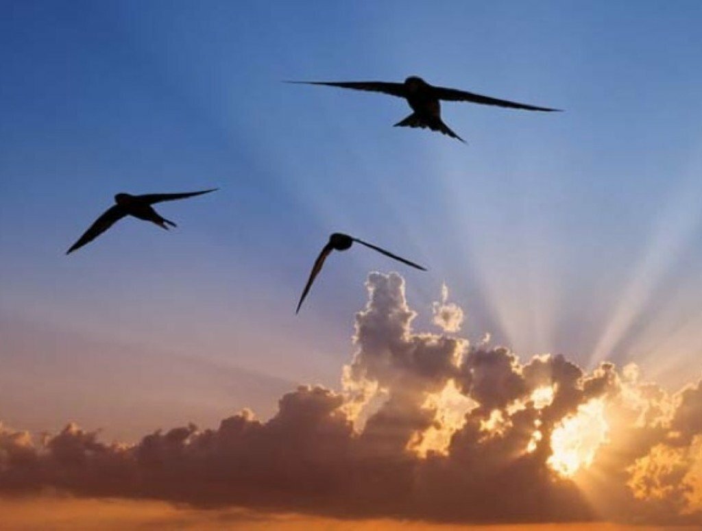 Ласточки летают