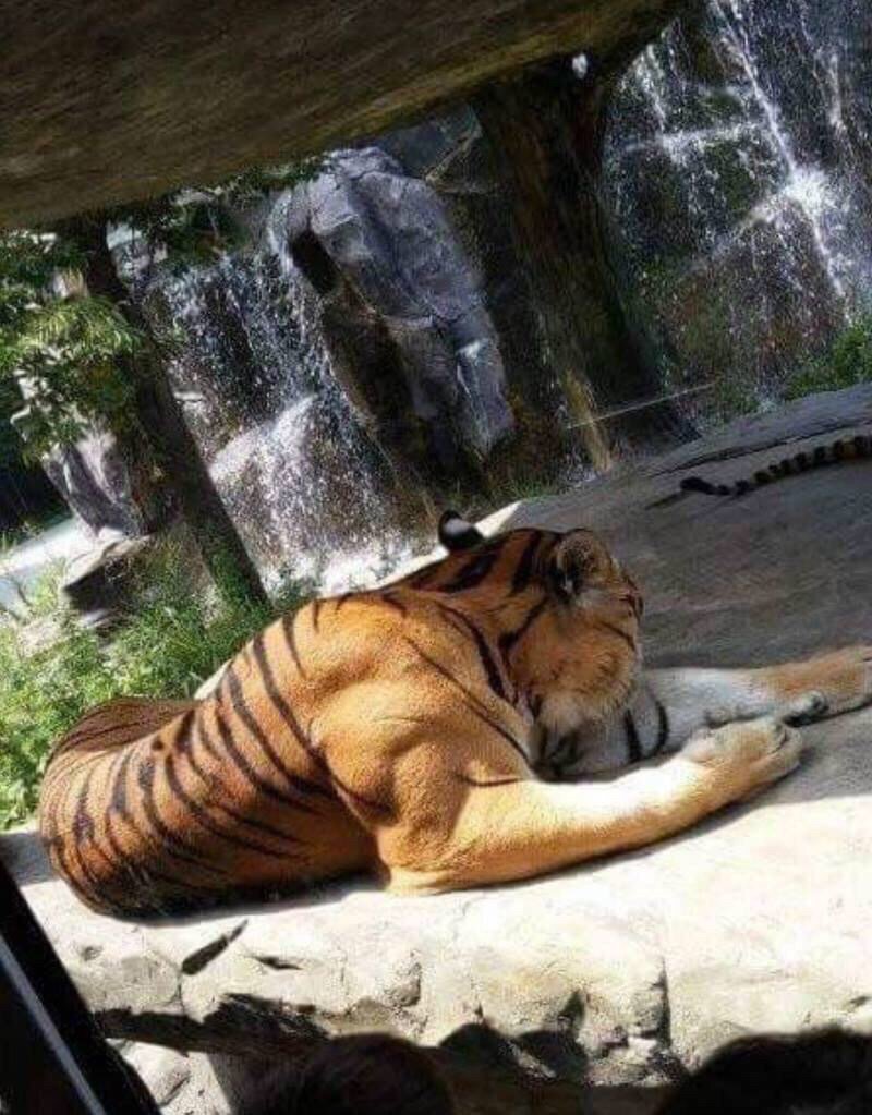 Толстый тигр