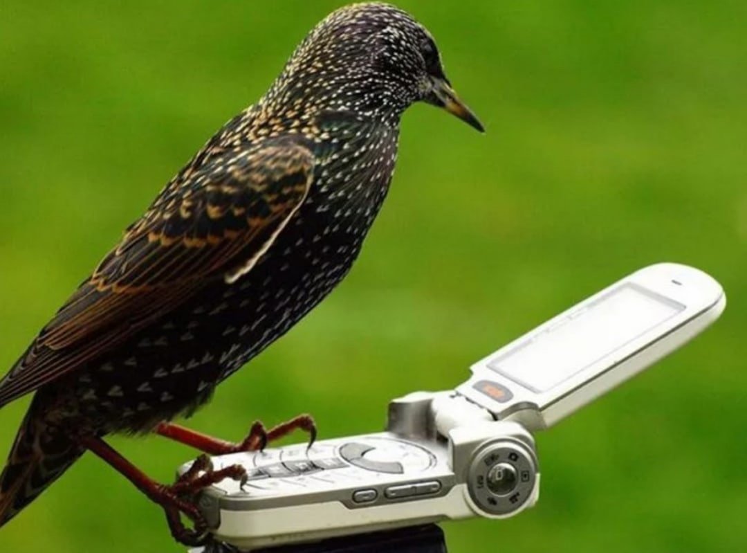 Птица с телефоном