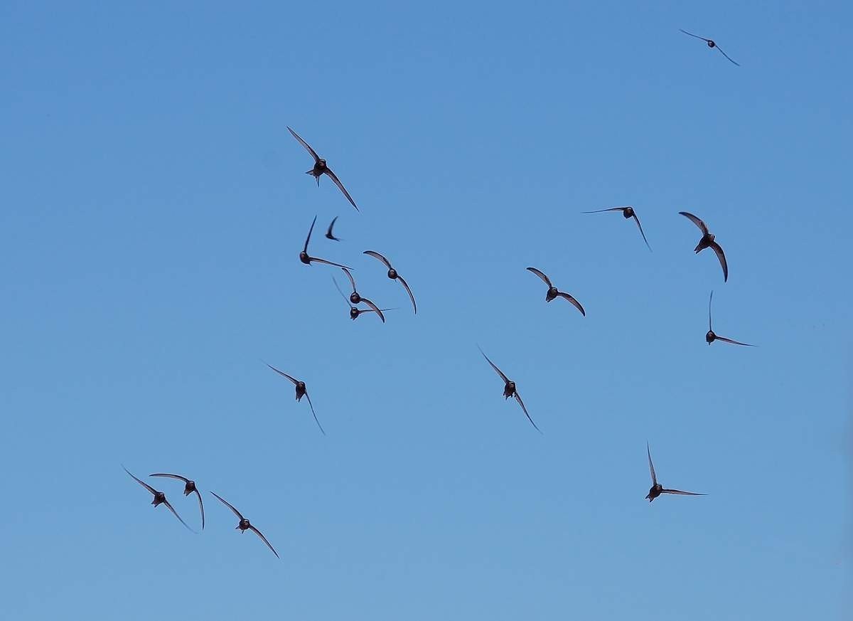 Стрижи птицы стая