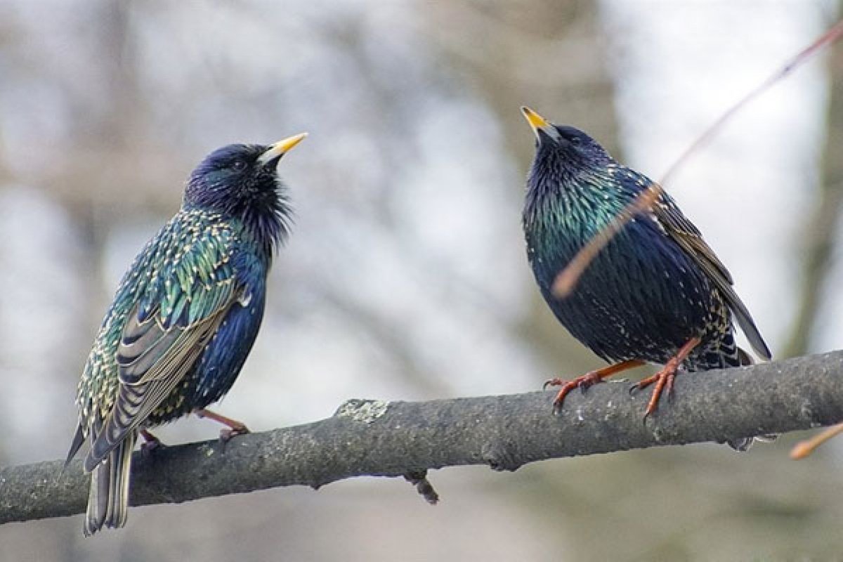 Юмор про птиц