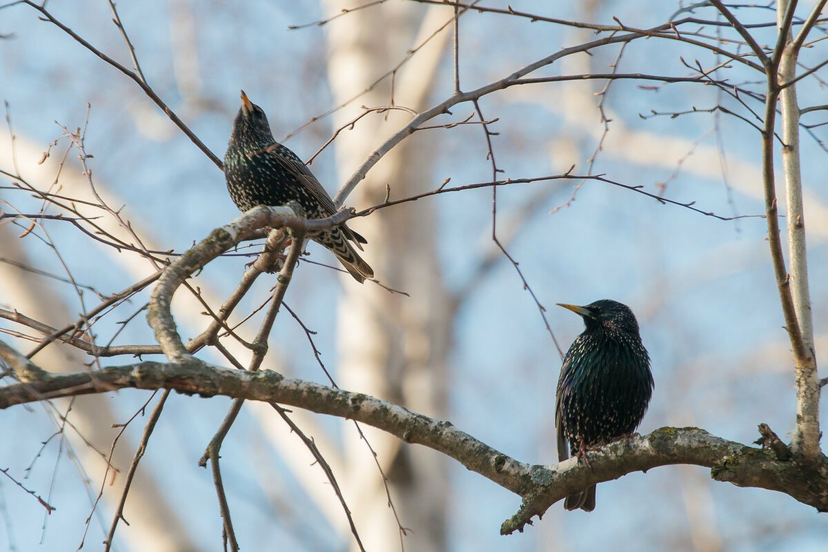 Скворушки скворцы