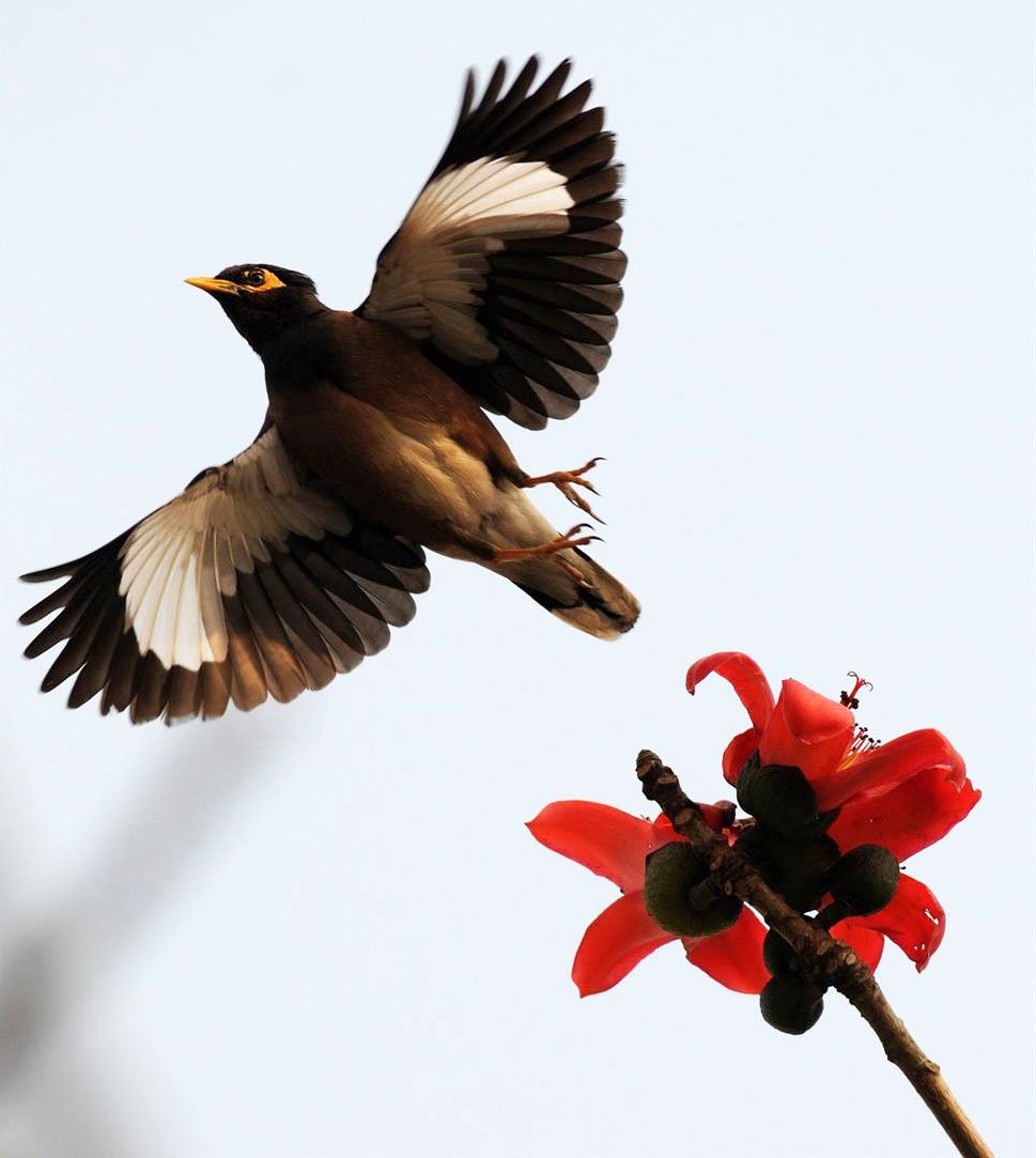 Розовый скворец в полете