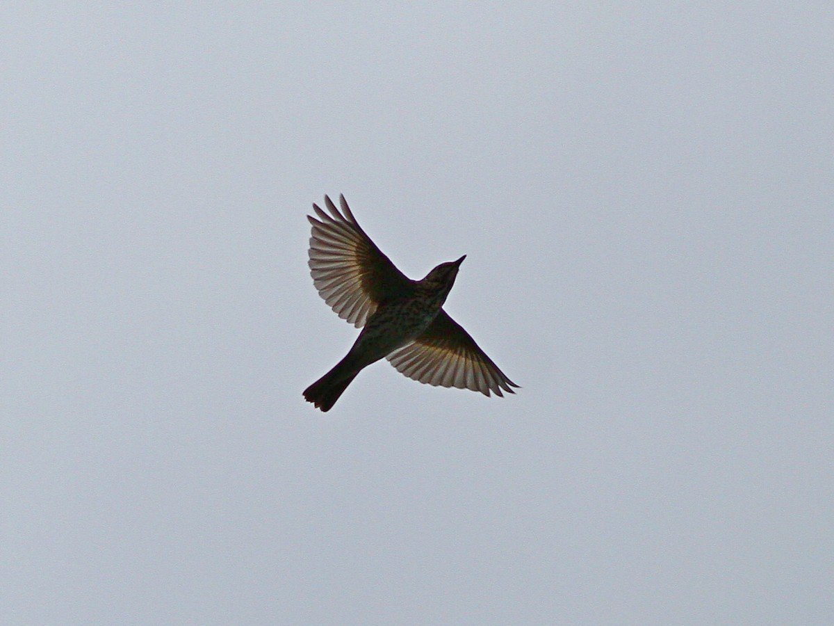 Дрозды летают