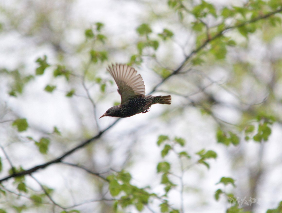 Обыкновенный скворец в полете