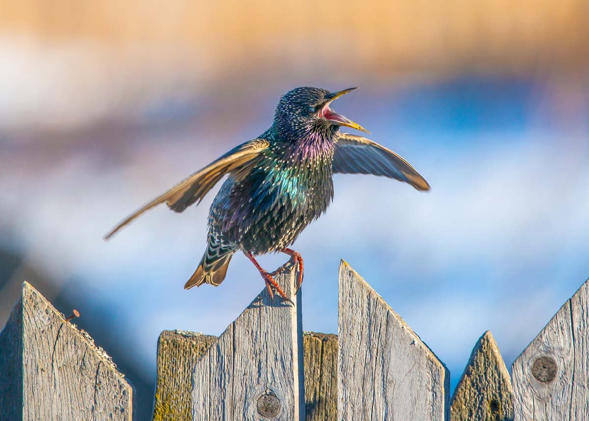 Скворец Эстетика