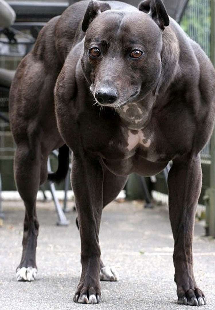 Стаффордширский терьер миостатин