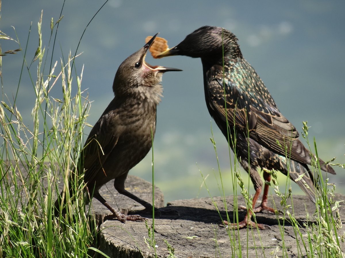 Скворец питается