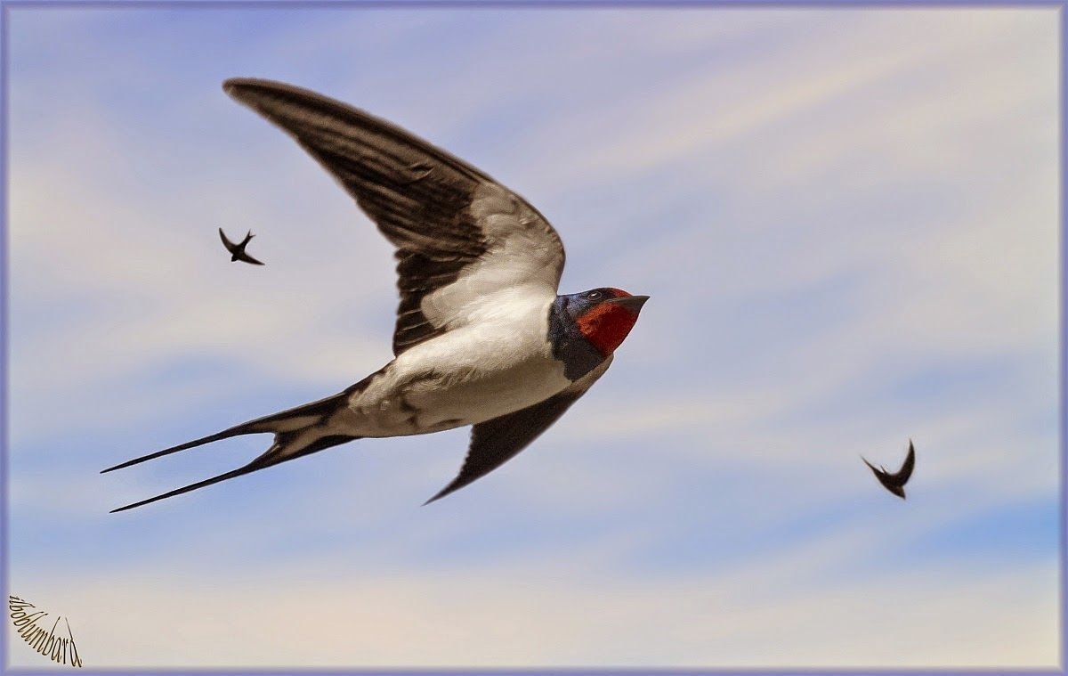 Ласточки летают