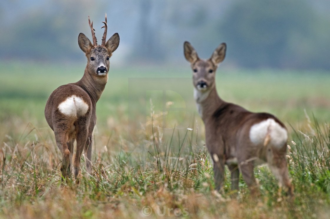 Сибирская косуля самец и самка