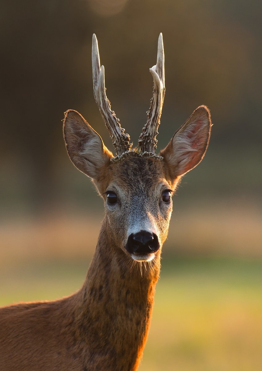 Сибирская косуля Гуран