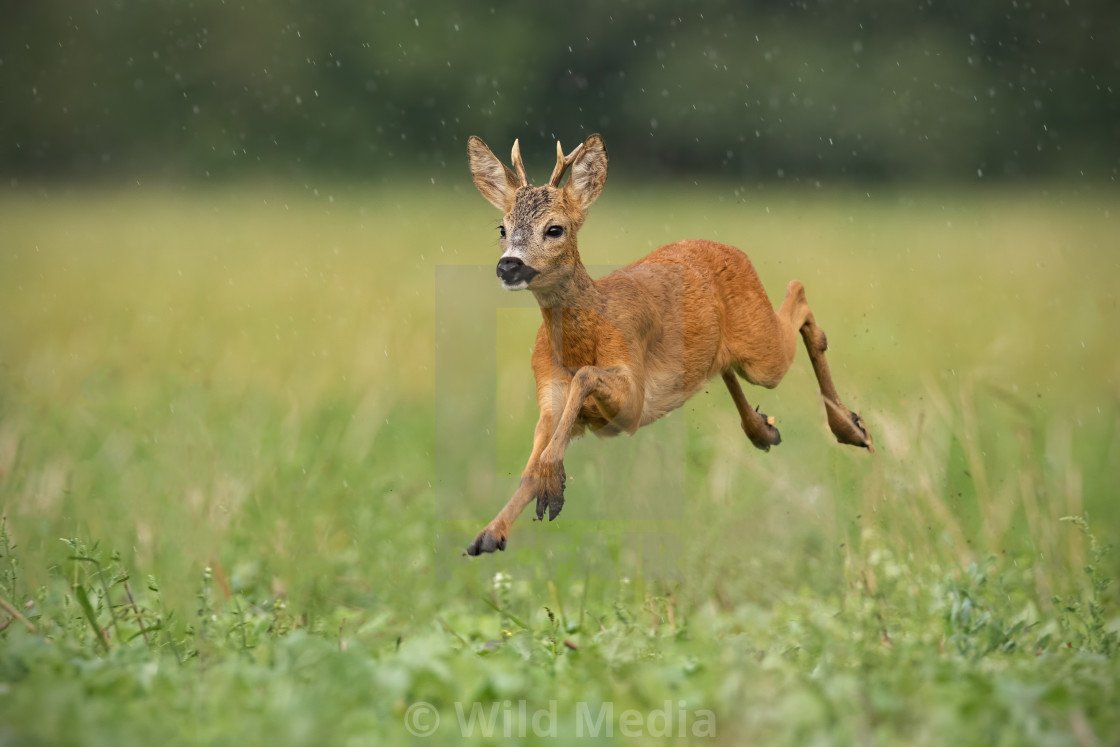 Олененок бежит