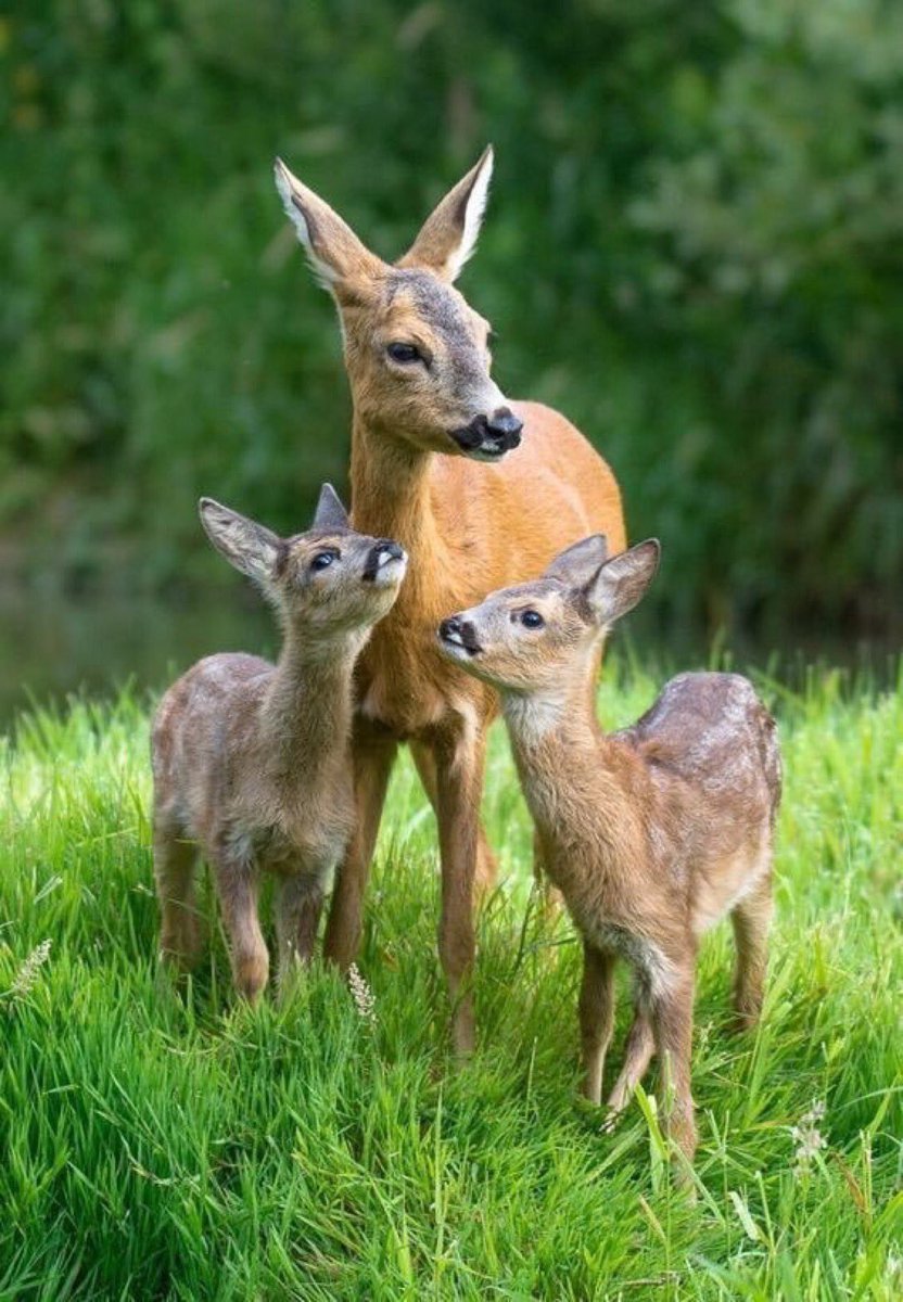 Сибирская косуля детеныш