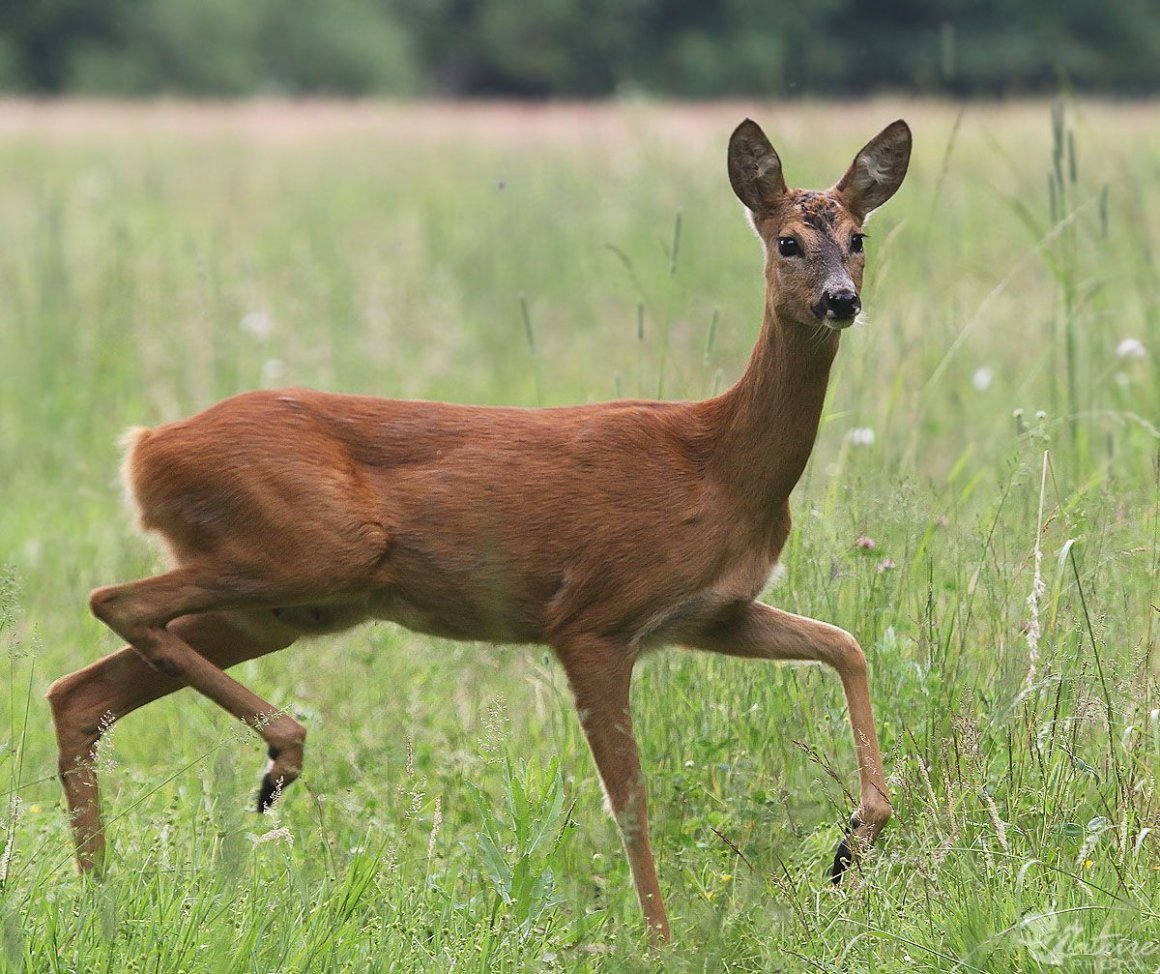Европейская косуля (capreolus capreolus)