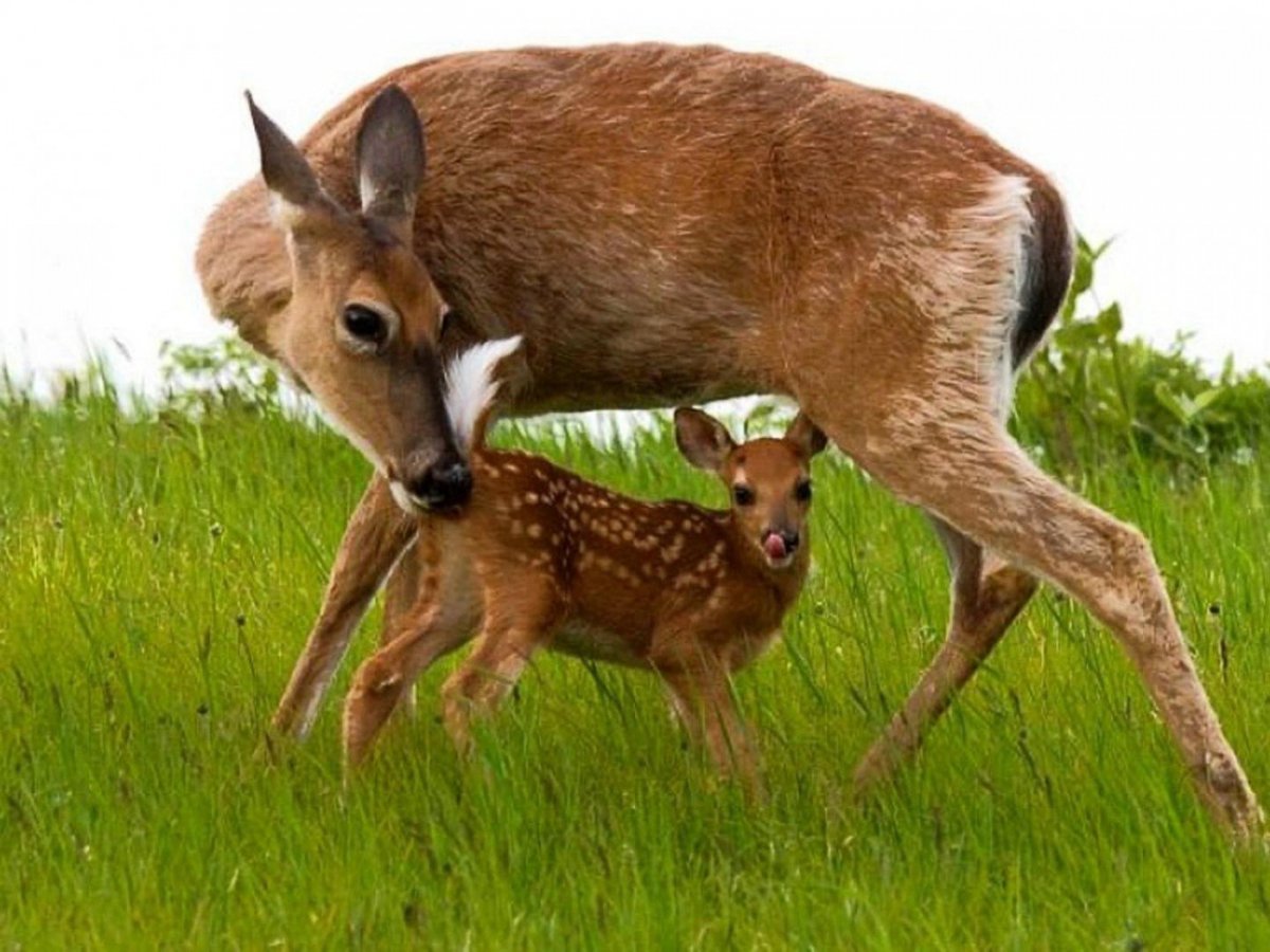 Сибирская косуля детеныш