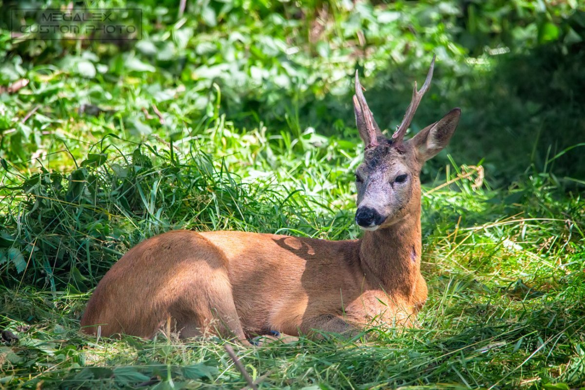 Европейская косуля Кавказ