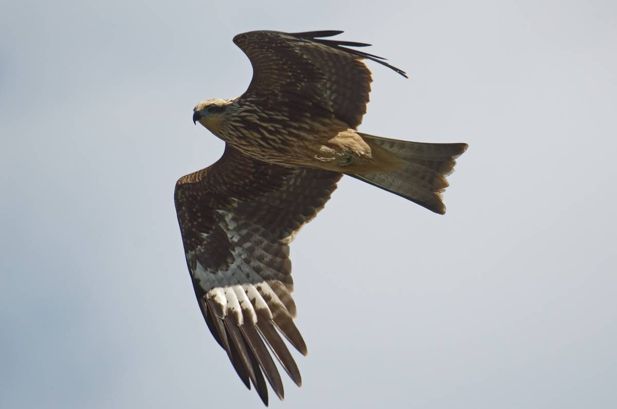 Орлан Орел Коршун