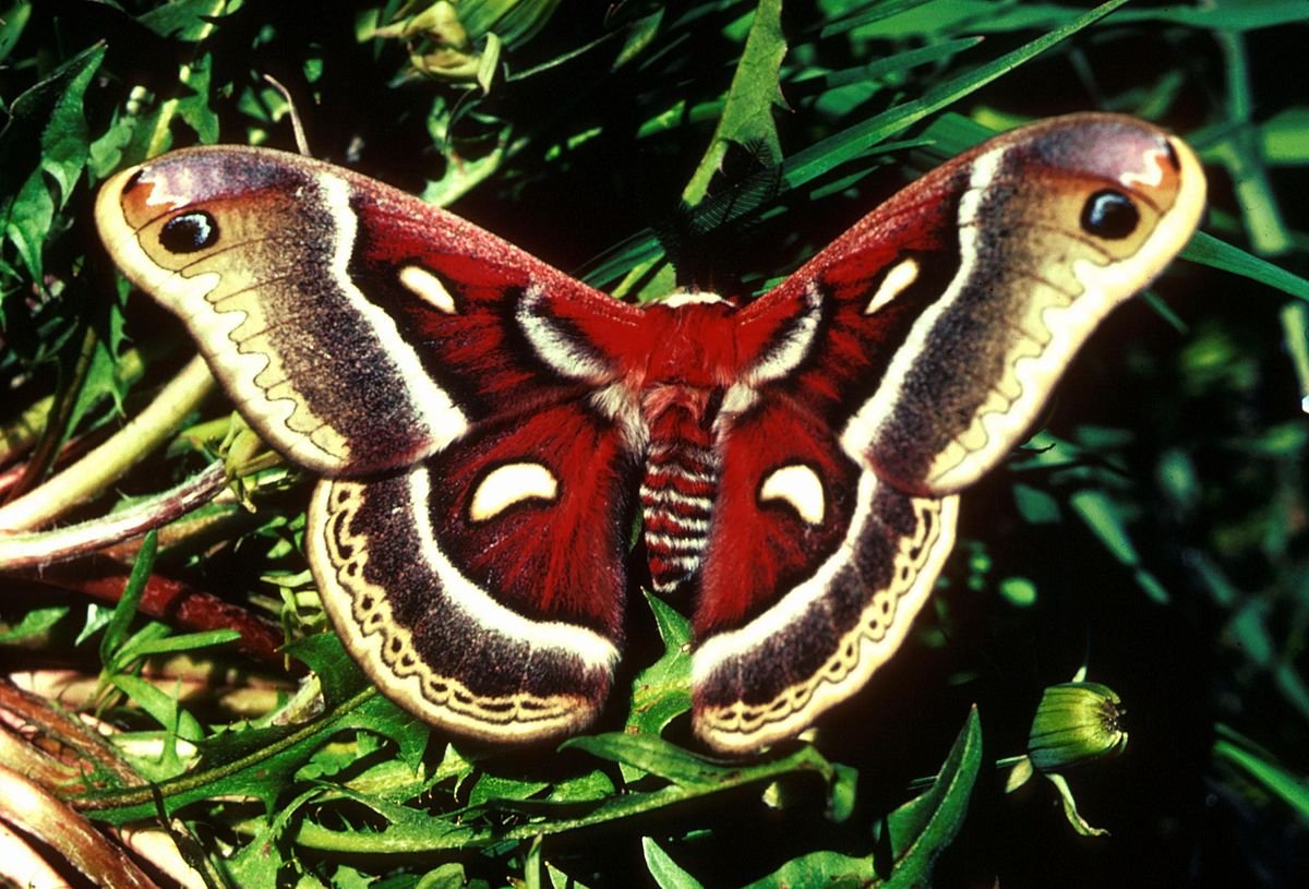 Ornithoptera meridionalis