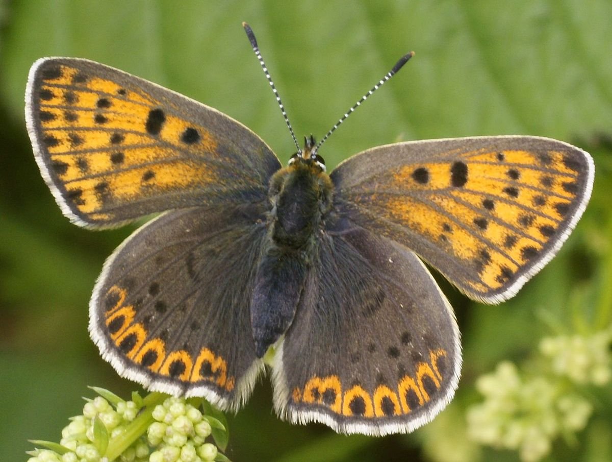 Bicyclus anynana бабочка