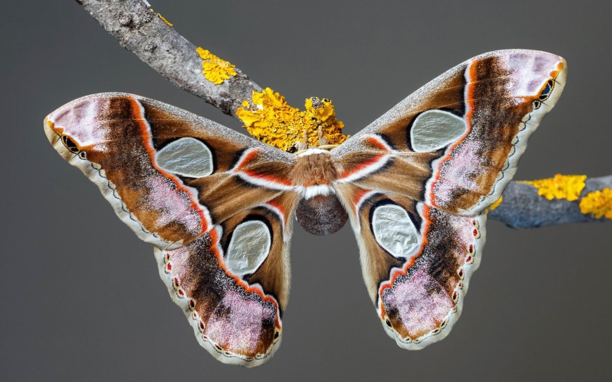 Павлиноглазка цекропия (Hyalophora Cecropia)