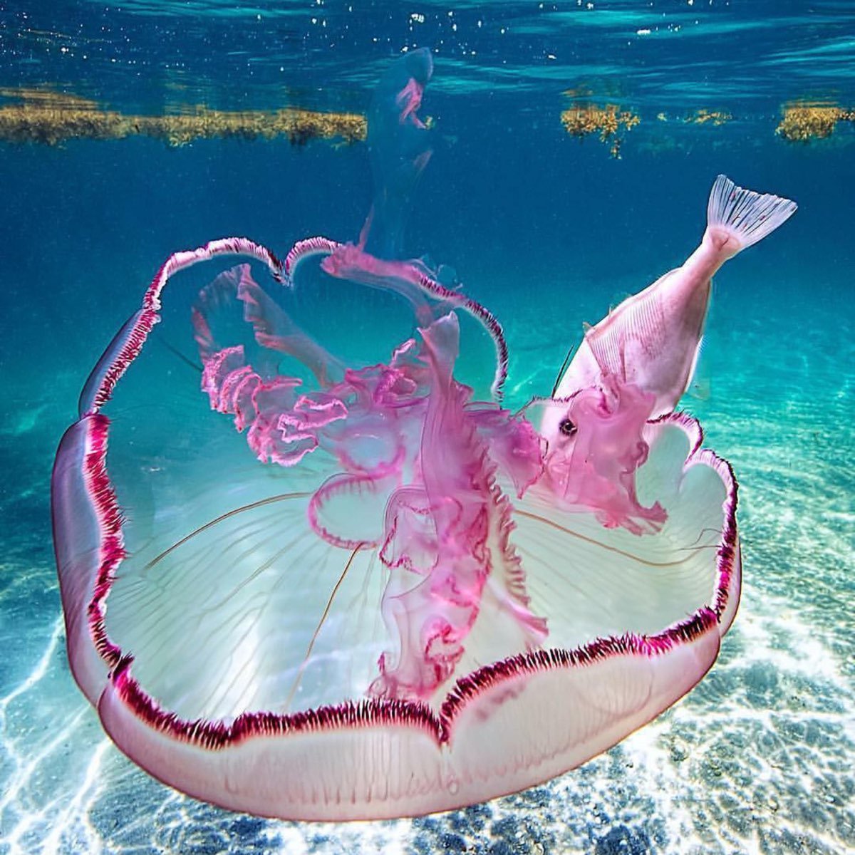 Розовая медуза