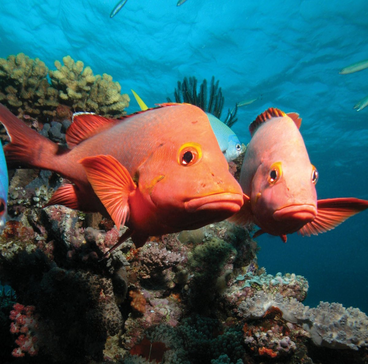 Рифовые рыбы клоун