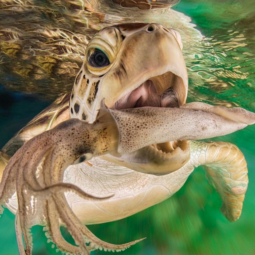 Водные животные